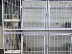 -喵百万·布偶·蓝金金渐层英短·猫舍(百子湾店)