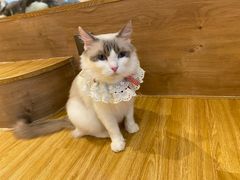 -啵啵喵·猫咖(攀华国际店)
