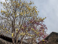 -王家大院