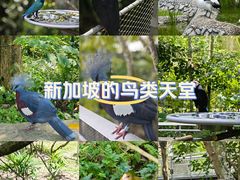 -新加坡飞禽公园