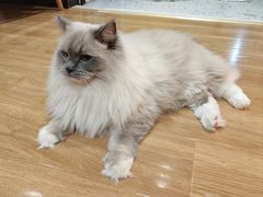 -滚猫咖啡·猫咖·猫友好撸猫(未来城店)