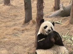 -西霞口神雕山野生动物世界