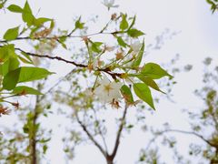 -西北湖绿化广场