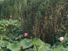 -荷塘月色湿地公园·向阳花洲