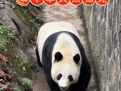 -都江堰中华大熊猫苑