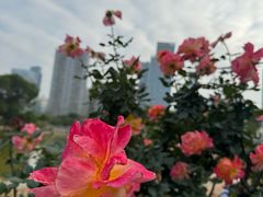 -香蜜公园