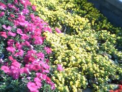 -石家庄市植物园