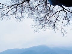 -香雪海