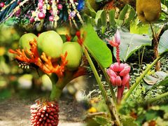 -中国科学院西双版纳热带植物园