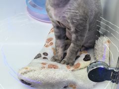 -小猫来了·猫舍(红山六九七九店)
