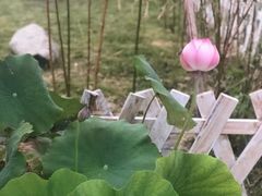 -小仙居·农家宴烤羊· 农庄