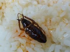 -金良酸菜鱼(宁海路总店)