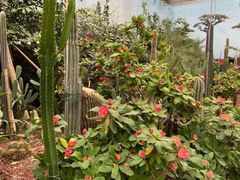 -呀路古热带植物园