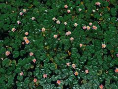 -西湖外事游船(花港观鱼码头)