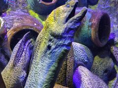 -太平洋海底世界