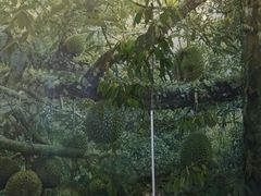 -都念榴莲·城市榴莲