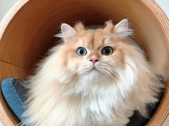 -伟伟宠物医院·CT影像中心·瑞派犬猫综合性门诊(汉口总院)
