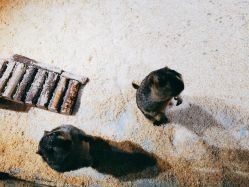 -酷嗒动物文化乐园(cutezoo西溪乐天城店)