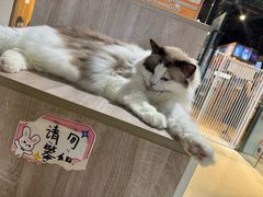 -藏猫猫咖啡主题馆(中央大道店)