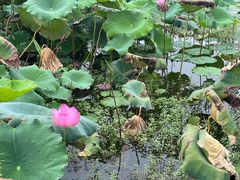 -黄牛肉馆·皖南土菜