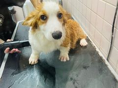 -FAELING PETS美天灵宠物(富力广场店)