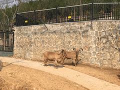 -石家庄市动物园