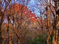 -上海佘山国家森林公园天马山园