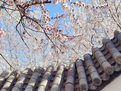 -桃花堤公园