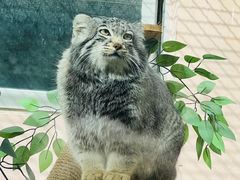 -青藏高原野生动物园