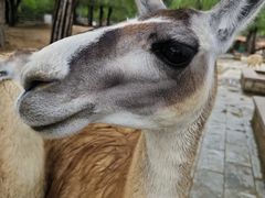 -鄂尔多斯野生动物园