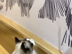 -滚猫咖啡·猫咖·猫友好撸猫(未来城店)