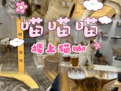 -楼上猫咖(罗湖店)