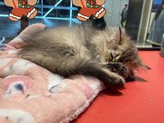 -babydoll猫舍·米努特·德文·缅因(久光中心店)