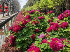 -洛阳市隋唐城遗址植物园