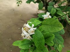 -南通洲际绿博园