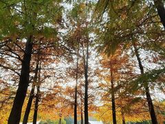 -上海滨江森林公园