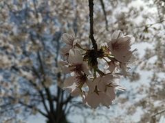 -石家庄市植物园