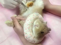 -北京观赏动物医院·24小时大型综合·猫专科·异宠专科