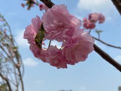 -观澜湖生态运动公社