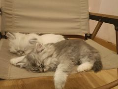 -猫咪派对(江南西店)