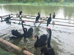 -长兴太湖图影湿地文化园
