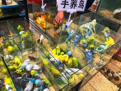 -青石桥花鸟鱼虫市场(叠翠城店)