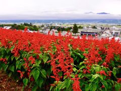 -富田农场