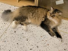 -猫域·湾主题猫咖·宠物吧(南坪城市广场店)