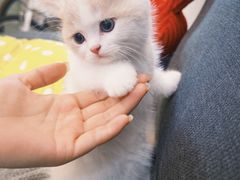-欣宠猫屋·矮脚拿破仑·蓝金金渐层