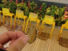 -渔家火锅·海鲜自助餐·演艺(亚龙湾天域酒店)