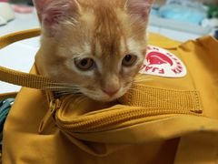 -瑞派宠物医院·犬猫全科·猫友好(宾水西道店)