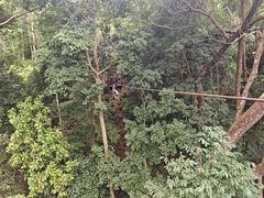 -清迈丛林飞跃 JungleFlight
