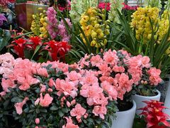 -秦美花卉(天朗·莱茵小城2期店)