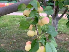 -元大都城垣遗址公园